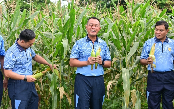 Lanud Roesmin Nurjadin Panen Jagung Manis eksotik, Dukung Ketahanan Pangan Lokal