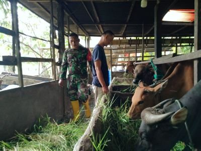 Cegah Penyakit Mulut dan Kuku, Babinsa Dampingi Penyemprotan Disinfektan Sapi di Siak